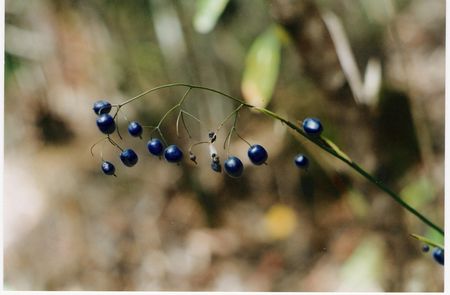 Dianella nigra